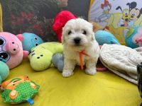 Łusia Vel Miffy - 6 tygodni